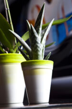 Vaso per Piante Orchidee Fiori Dante Exclusive Idel 12