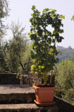 Vaso per Piante Quadrato Interno Esterno Plasticotto Quadro Idel 16