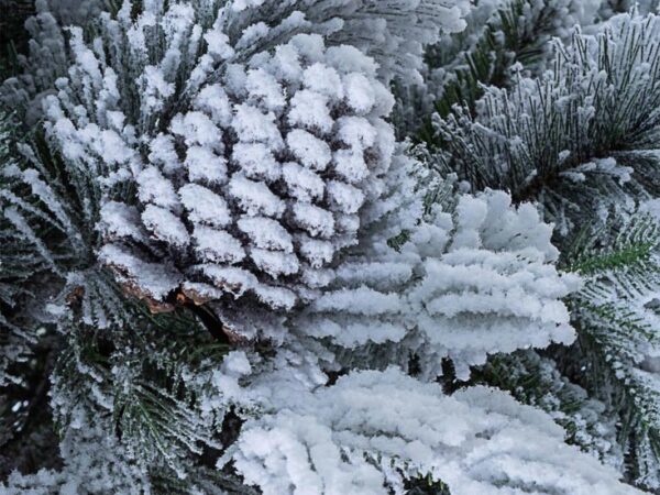 Albero di Natale Innevato con Pigne Arves 3
