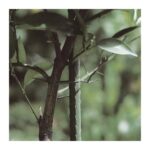 Paletto Tutore per Piante in Acciaio Plastificato Verdemax 6