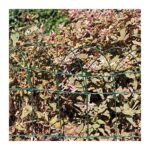 Rete per Aiuole in Acciaio Plastificato Verde Verdemax 8