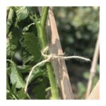 Spago in Juta per Legatura Fiori e Piante Rampicanti Verdemax 6