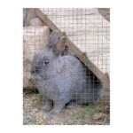 Rete Metallica Zincata Verde a Maglia Quadra 12 x 12 cm Verdemax 9