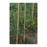 Canna in Bamboo Pesante per Piante e Ortaggi Tutori 22-24 mm Verdemax 8