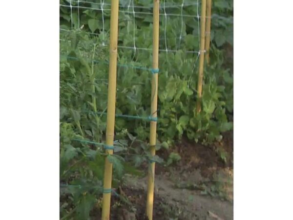 Canna in Bamboo Pesante per Piante e Ortaggi Tutori 22-24 mm Verdemax 3