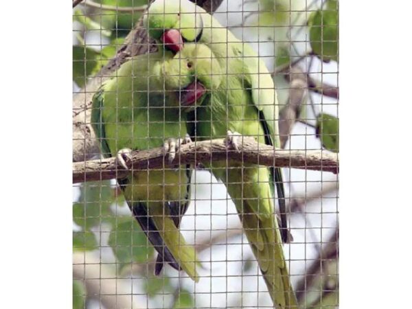 Rete Metallica Zincata a Maglia Quadra 12 x 12 cm Verdemax 3