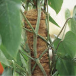 Tutore Muschiato per Piante Verticali e Ortaggi Verdemax 5