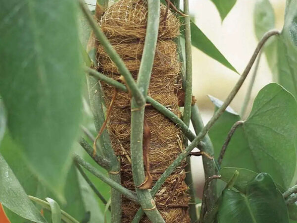 Tutore Muschiato per Piante Verticali e Ortaggi Verdemax