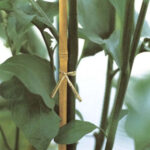 Supporto Tutore a Scale per Piante e Ortaggi in Vaso Verdemax 7