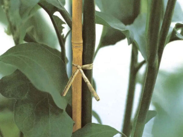 Canna in Bamboo per Piante e Ortaggi Tutori Verdemax